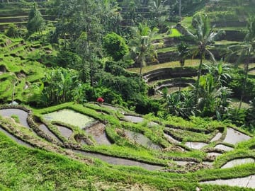 Ubud Highlights Day Tour