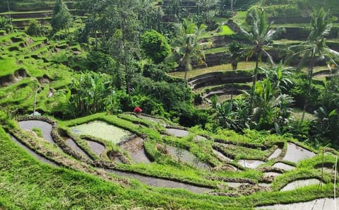 Ubud Highlights Private Day Tour