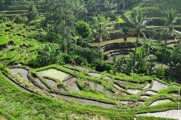 Ubud Highlights Private Day Tour