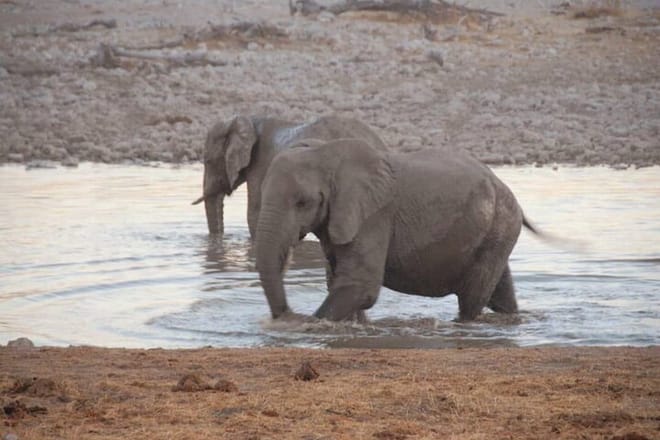 3 Days Etosha National Park Safaris 2