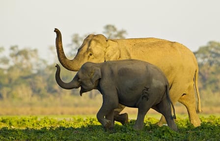 Kaziranga National Park and Guwahati Cultural Tour