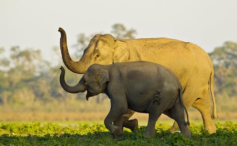Kaziranga National Park and Guwahati Cultural Tour