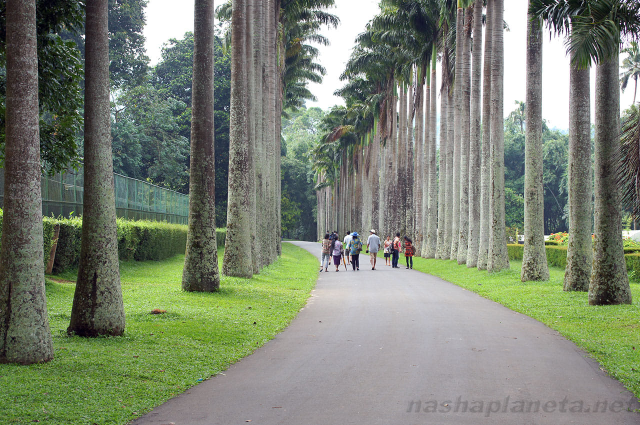 Back Packer Sri Lanka - 10N/11D  6