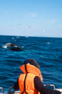 Dolphins swimming beside a whale watching boat in Reykjavík