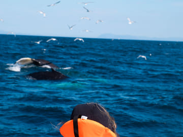 Whale Watching Adventure in Reykjavík, Iceland