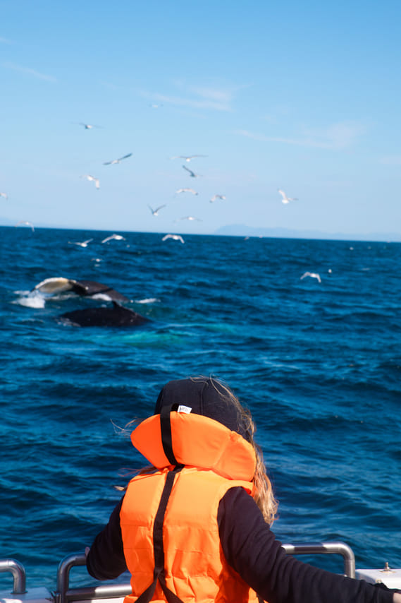 Dolphins swimming beside a whale watching boat in Reykjavík