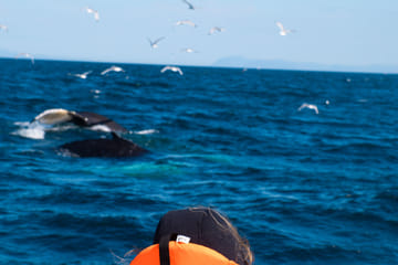 Whale Watching Adventure in Reykjavík, Iceland