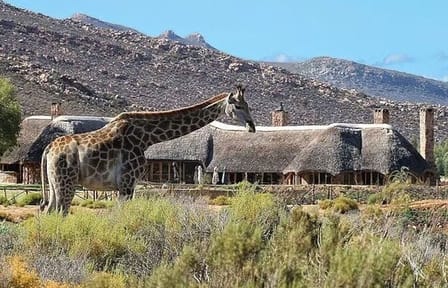 Aquila Game Reserve Big 5 Safari with Wine and Excluding Ticket