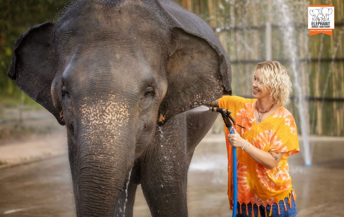 Elephant Feeding and Shower Experience in Chiang Mai