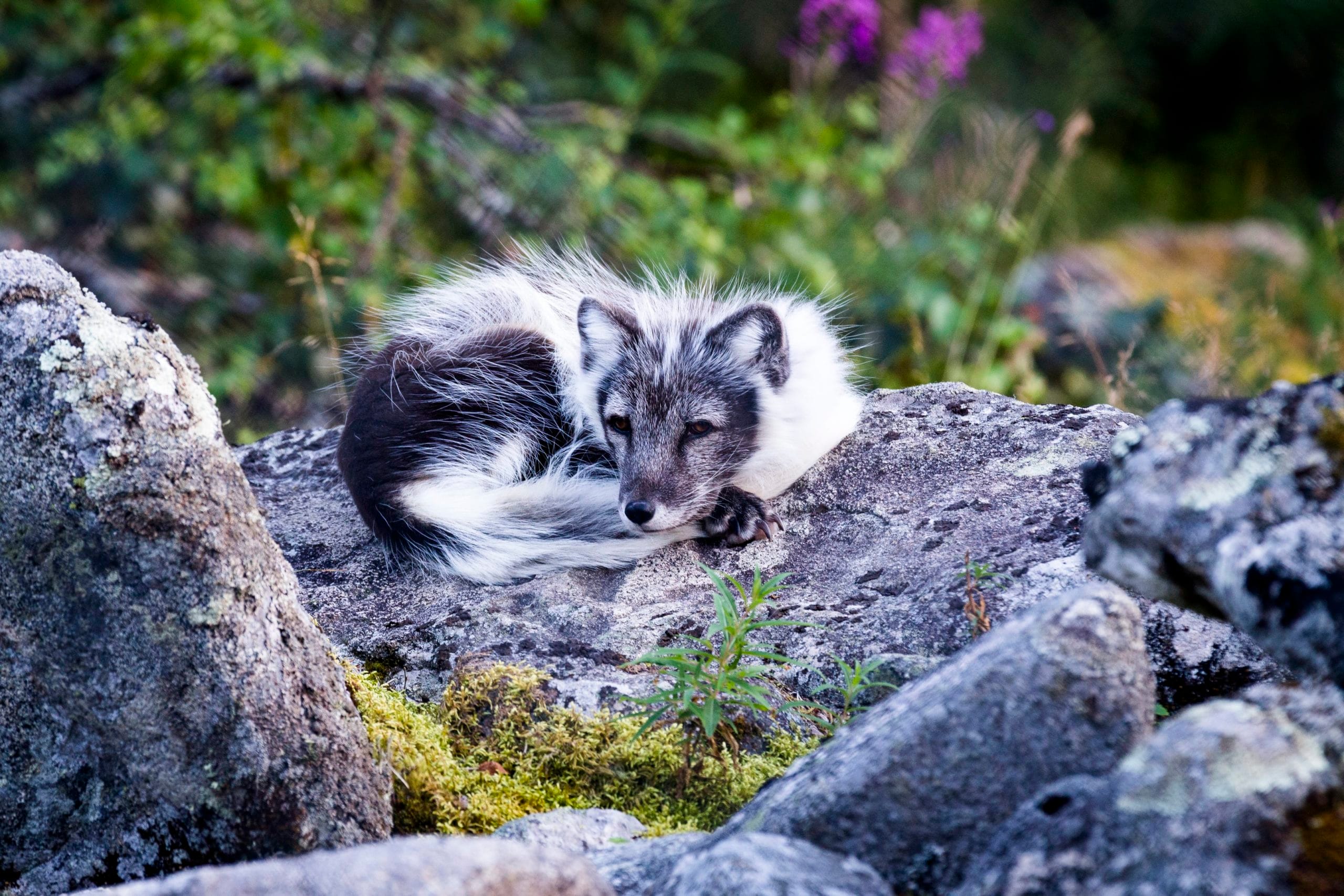 A fox curled up resting in Ranua Wildlife Zoo Park, part of StayLapland’s Summer Visit in Rovaniemi.