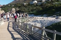 Penguins viewing at Foxy Beach