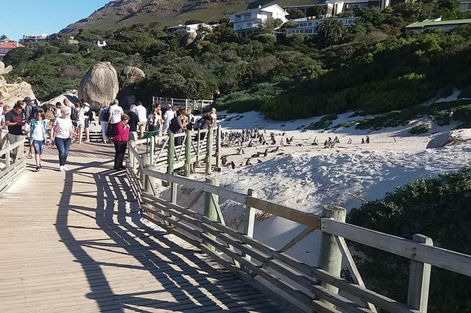 Penguins viewing at Foxy Beach