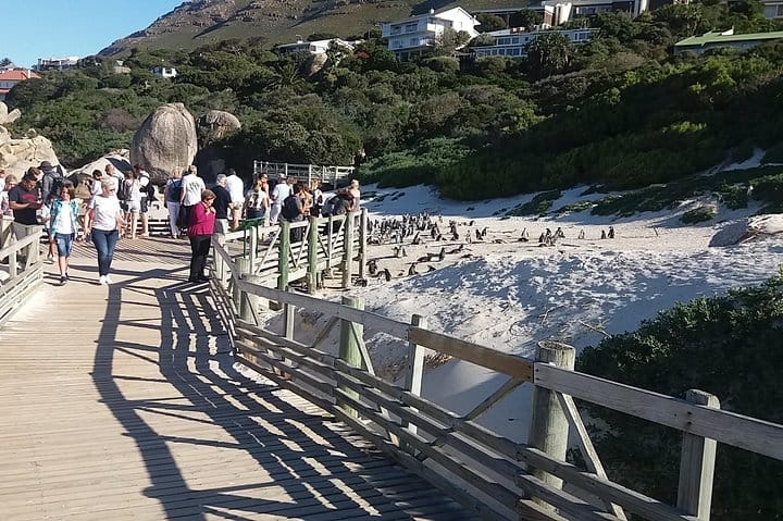 Penguins viewing at Foxy Beach