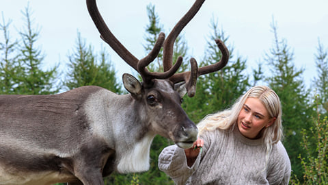 Reindeer in Iceland: where to see them