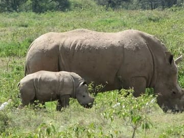 5 days wildebeest migration aberdares Nakuru Masai Mara Safari