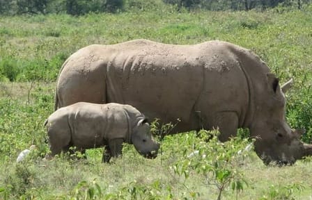 5 days wildebeest migration aberdares Nakuru Masai Mara Safari