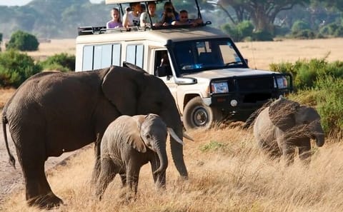 6 Days Small Group Safari To Masai Mara, Nakuru And Amboseli