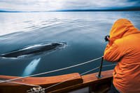 Close encounter with a humpback whale