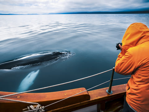 Close encounter with a humpback whale