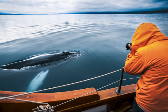 Silent Whale Watching (Carbon-Neutral)