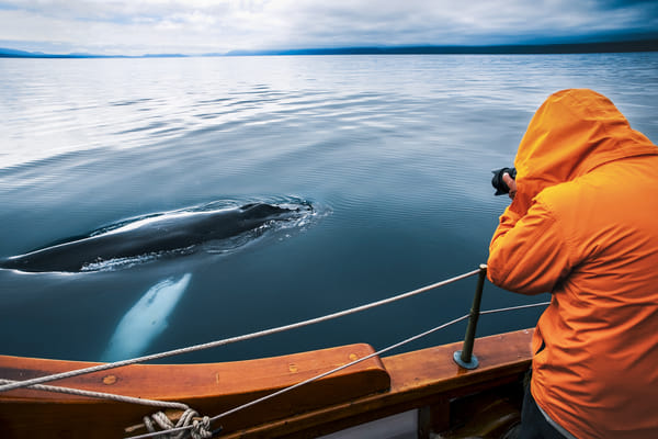 Silent Whale Watching (Carbon-Neutral)