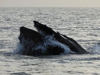 Reykjavík Premium Whales in the Midnight Sun, photo 26