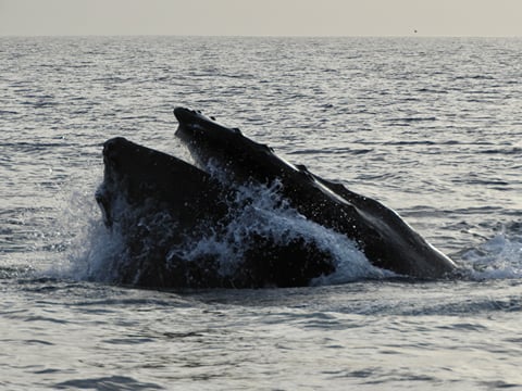 Reykjavík Premium Whales in the Midnight Sun, photo 26