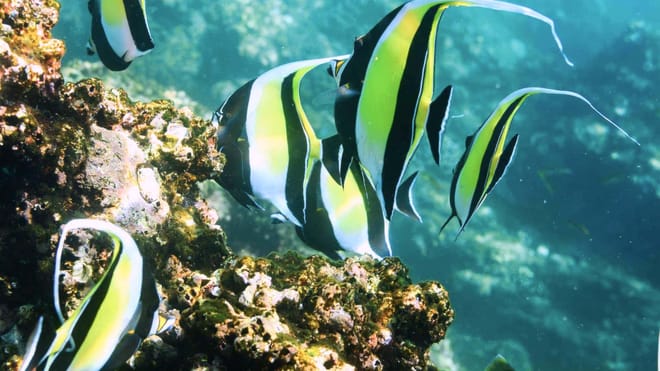 Bright Moorish idol fish swim through rocky coral formations in the warm waters of the Sea of Cortez. 