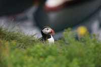 Reykjavík Premium Puffin Tour 2