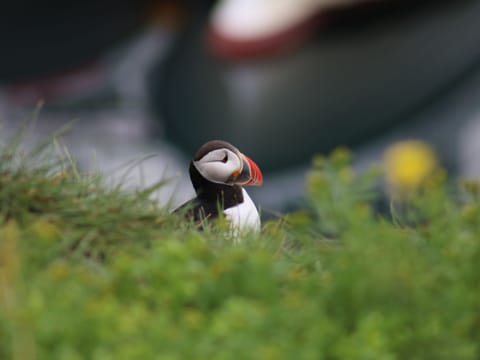 Reykjavík Premium Puffin Watching, photo 3