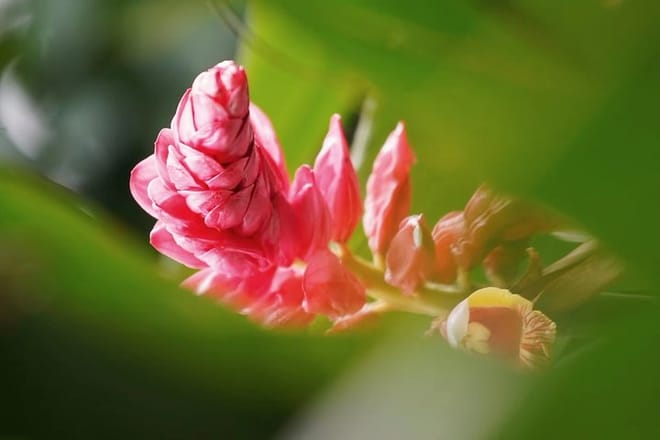 Private Day Tour to South China Botanical Garden from Guangzhou 4