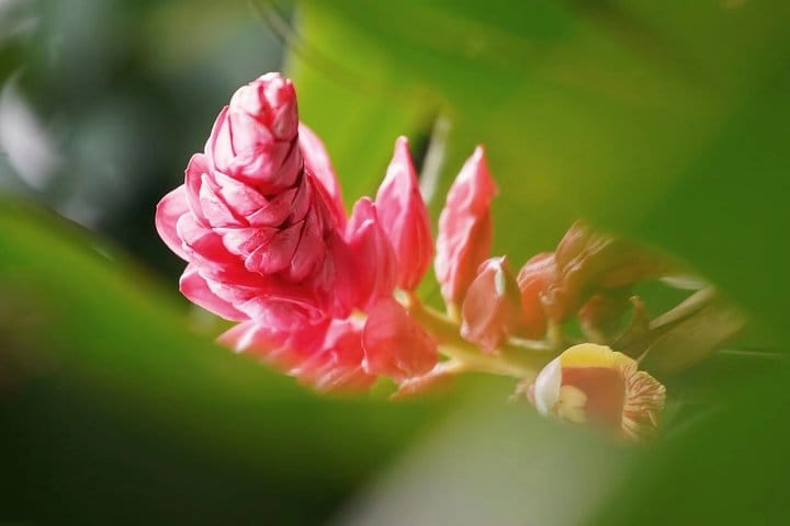 Private Day Tour to South China Botanical Garden from Guangzhou 4
