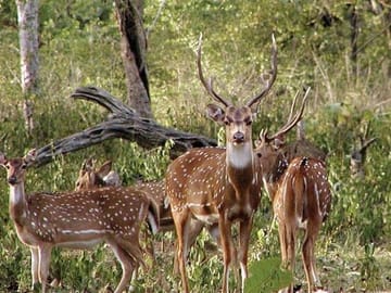 Tadoba National Park Safari Tour from Nagpur