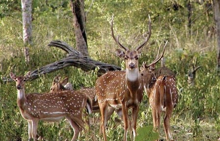 Tadoba National Park Safari Tour from Nagpur