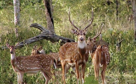 Tadoba National Park Safari Tour from Nagpur