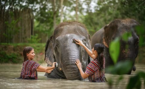 Jumbo Elephant Experience at Elephant Jungle Sanctuary, Phuket