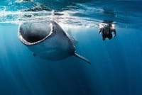 Whale Shark Snorkeling Tour from Cancun and Riviera Maya 1