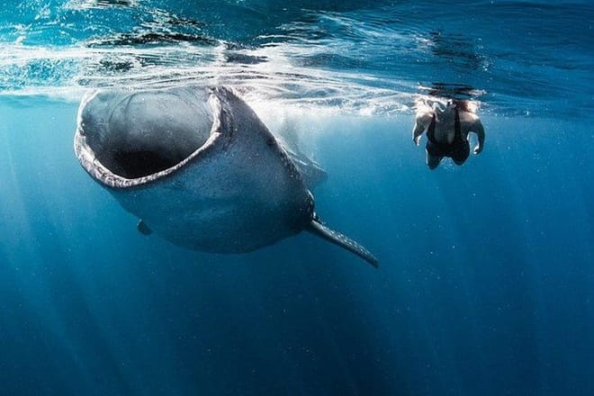 Whale Shark Snorkeling Tour from Cancun and Riviera Maya