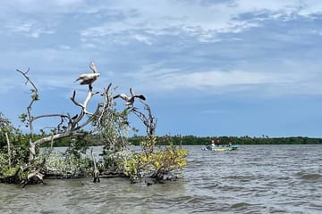 Bird Watching Day Tour in Muthurajawela from Negombo