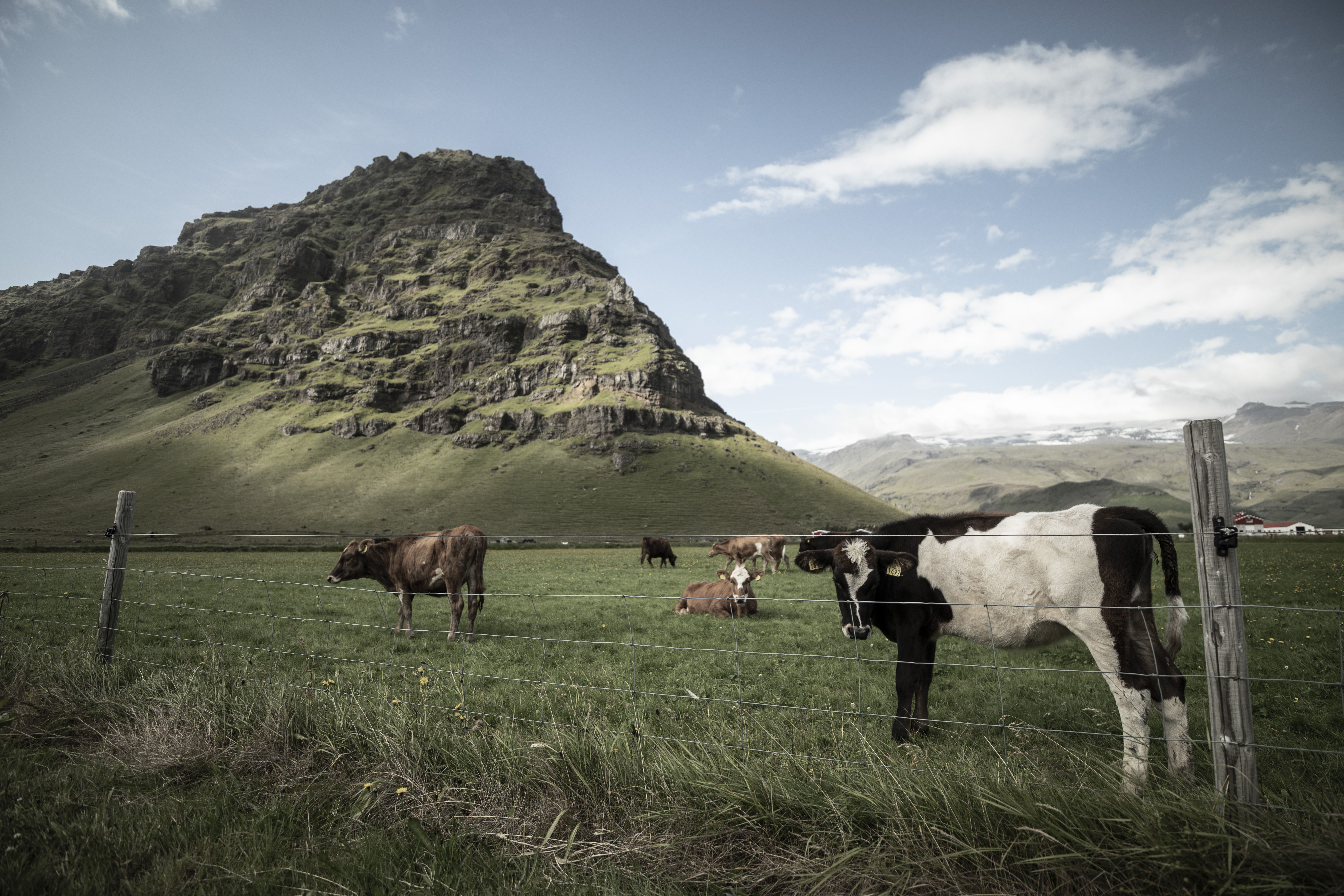 Relaxed cattle in the southern Iceland's countryside