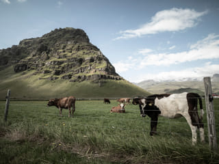 Relaxed cattle in the southern Iceland's countryside
