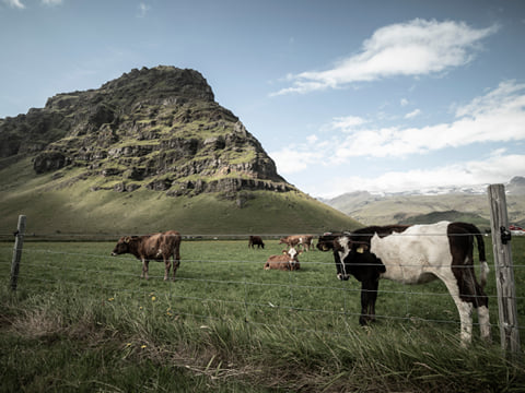 Relaxed cattle in the southern Iceland's countryside