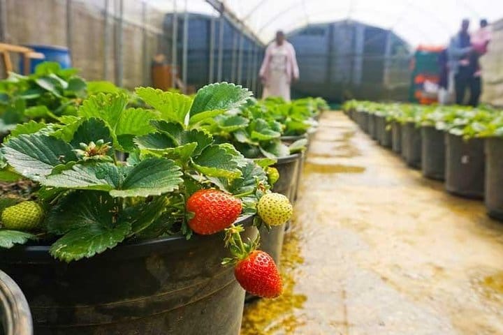 4 Days Tour to Kandy, Sigiriya & Nuwara Eliya