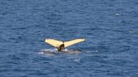 Whales & FlyOver Iceland 7