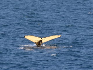 Whales & FlyOver Iceland, photo 7