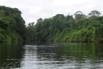 Mangrove -terraba -Sierpe River Tour