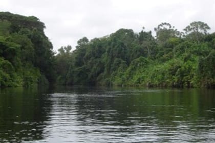 Mangrove -terraba -Sierpe River Tour