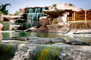 Crocodile Park Tour in Agadir from Taghazout