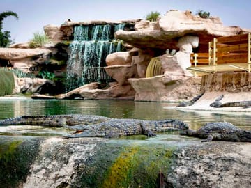 Crocodile Park Tour in Agadir from Taghazout