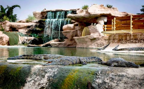 Crocodile Park Tour in Agadir from Taghazout